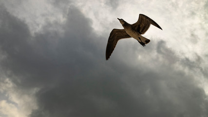 Beach hunters in Playa del Carmen. Seagulls in search of food