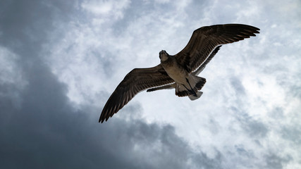 Beach hunters in Playa del Carmen. Seagulls in search of food
