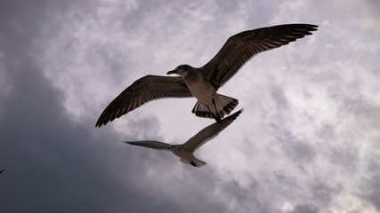 Beach hunters in Playa del Carmen. Seagulls in search of food
