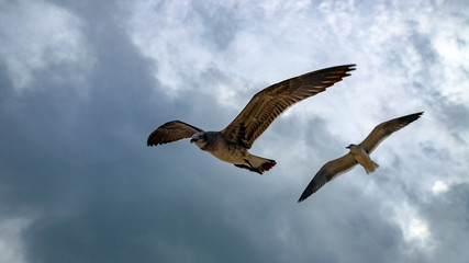 Beach hunters in Playa del Carmen. Seagulls in search of food