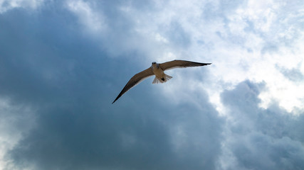 Beach hunters in Playa del Carmen. Seagulls in search of food
