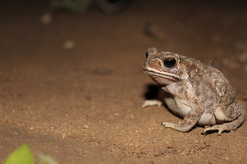 Obraz premium Frog