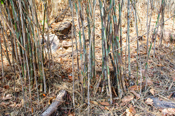 Vietnamosasa pusilla bamboo, Pex bamboo forest