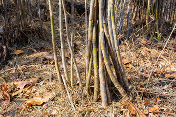 Vietnamosasa pusilla bamboo, Pex bamboo forest