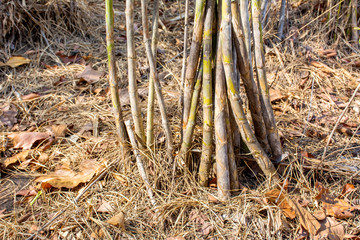 Vietnamosasa pusilla bamboo, Pex bamboo forest