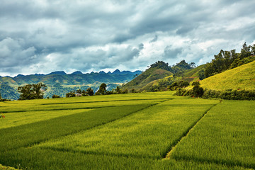 South asia rural landscape concept: Rice fields, green hills