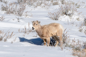 Big Horned Sheep Lamb