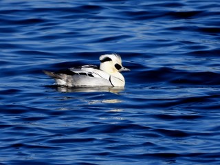 ミコアイサの雄