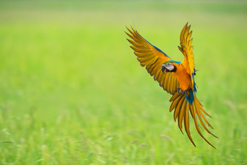 Blue and gold macaw flying ,beautiful bird © chamnan phanthong