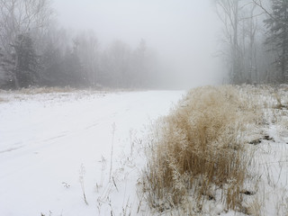 Dry grass on the side of a winter road.