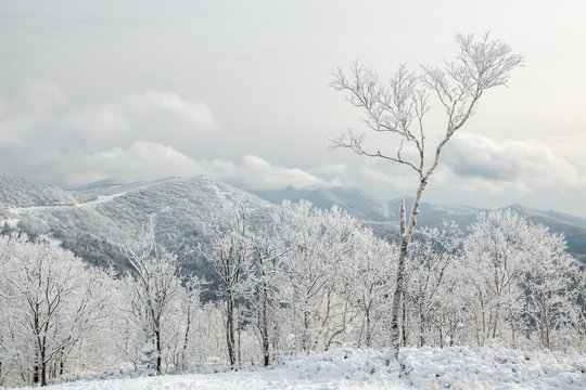 Winter mountain landscape against a gray sky
