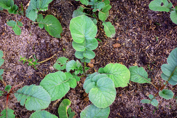 Young beetroots in the agricultural field  