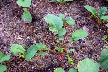 Young beetroots in the agricultural field  