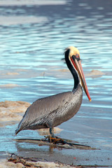 Brown Pelican at Ventura beach next to Santa Clara river wetland on California's gold coast in the United States