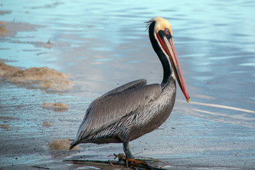 Brown Pelican at Ventura beach next to Santa Clara river wetland on California's gold coast in the United States