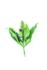 Phlogacanthus pulcherrimus  Close up