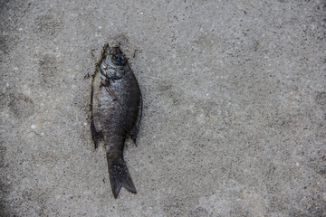 dead fish on the ground in the Naples Botanical Garden in Naples Florida