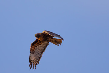 Red-tailed hawk flying in beautiful light, seen in the wild in North California