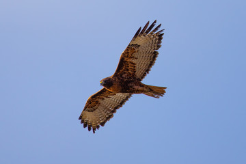 Red-tailed hawk flying in beautiful light, seen in the wild in North California