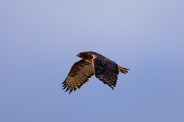 Red-tailed hawk flying in beautiful light, seen in the wild in North California