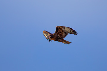 Red-tailed hawk flying and screaming, seen in the wild in North California