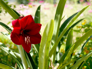 Fototapeta premium amaryllis in park red big and colorful