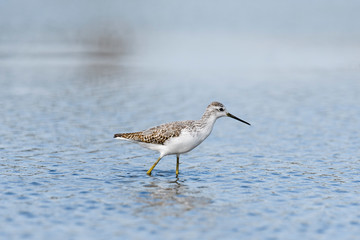 コアオアシシギ(Marsh Sandpiper)