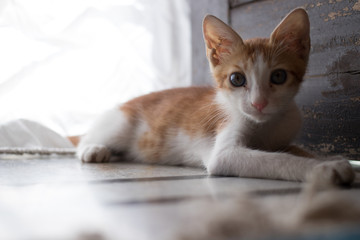 Orange and white kitten reclining and looking at the camera.