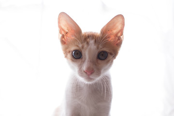 Orange and white kitten with big eyes and ears and a pink nose, backlit and looking straight at the camera.