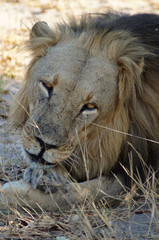 Male Lion Portrait