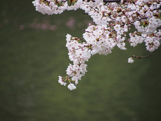 日本の桜　横浜　三ツ池公園