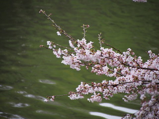 日本の桜　横浜　三ツ池公園