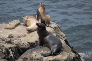 A herd of sealions sitting on rocks in the open ocean.