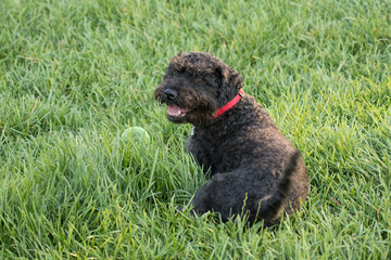 Small black dog reclining on grass with its tongue hanging out.