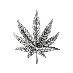 Hand drawn hemp leaf. Cannabis plant. Vector sketch of marijuana