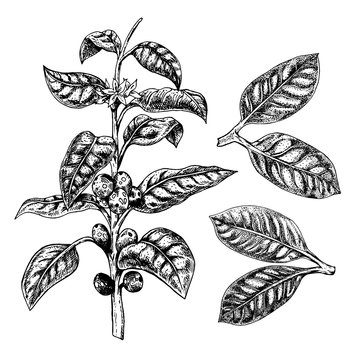 Hand drawn set of coffee plant. Leaves and twig. Sprig with coffee beans. Vector sketch