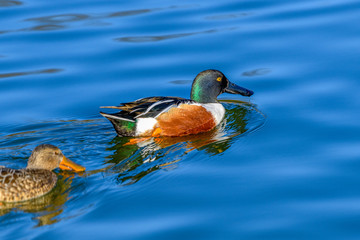 northern shoveler - (Spatula clypeata) Ducks, Male and Female Mates