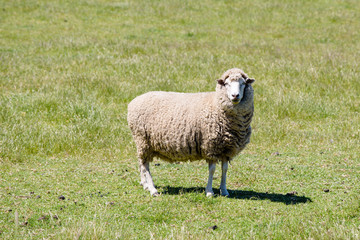 One sheep looking towards camera in green paddock,  Australia