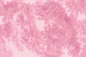 chrysanthemum flower in pink tone color background.