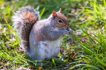 Squirrel Eating