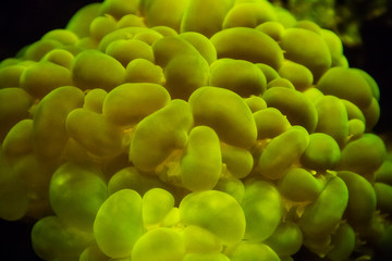 coral in an aquarium at the Mystic Aquarium in Mystic Connecticut