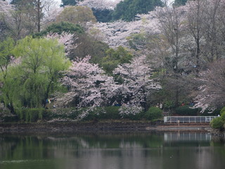 Obraz premium 桜満開 横浜 三ツ池公園 お花見