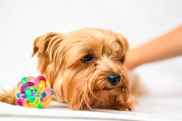 A man strokes a Yorkshire terrier, photographed close-up on a light background.