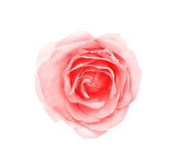 Top view colorful pink rose flowers blooming with water drops isolated on white background with clipping path