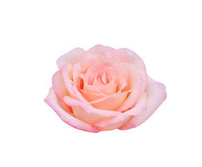 Top view colorful pink rose flowers blooming isolated on white background with clipping path