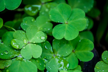 Trebol con gotas