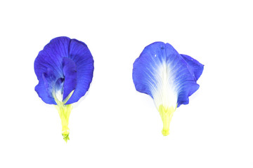 Butterfly pea Close up