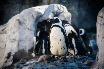 penguins at the Mystic Aquarium in Mystic Connecticut