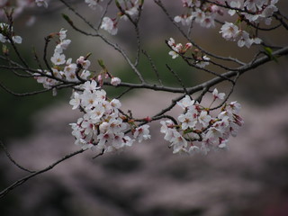 横浜　桜満開　三ツ池公園
