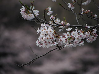 横浜　桜満開　三ツ池公園